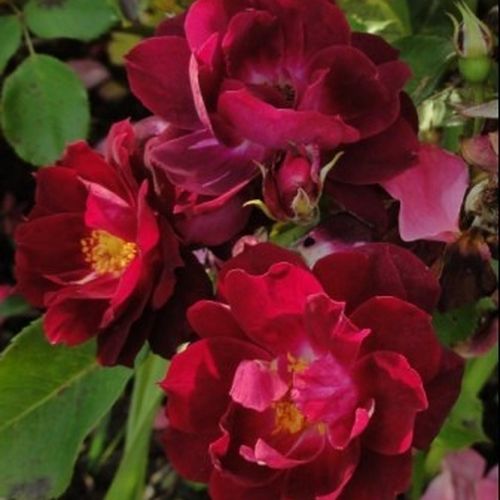 Purpuriu - roșu - Trandafir copac cu trunchi înalt - cu flori în buchet - coroană tufiș